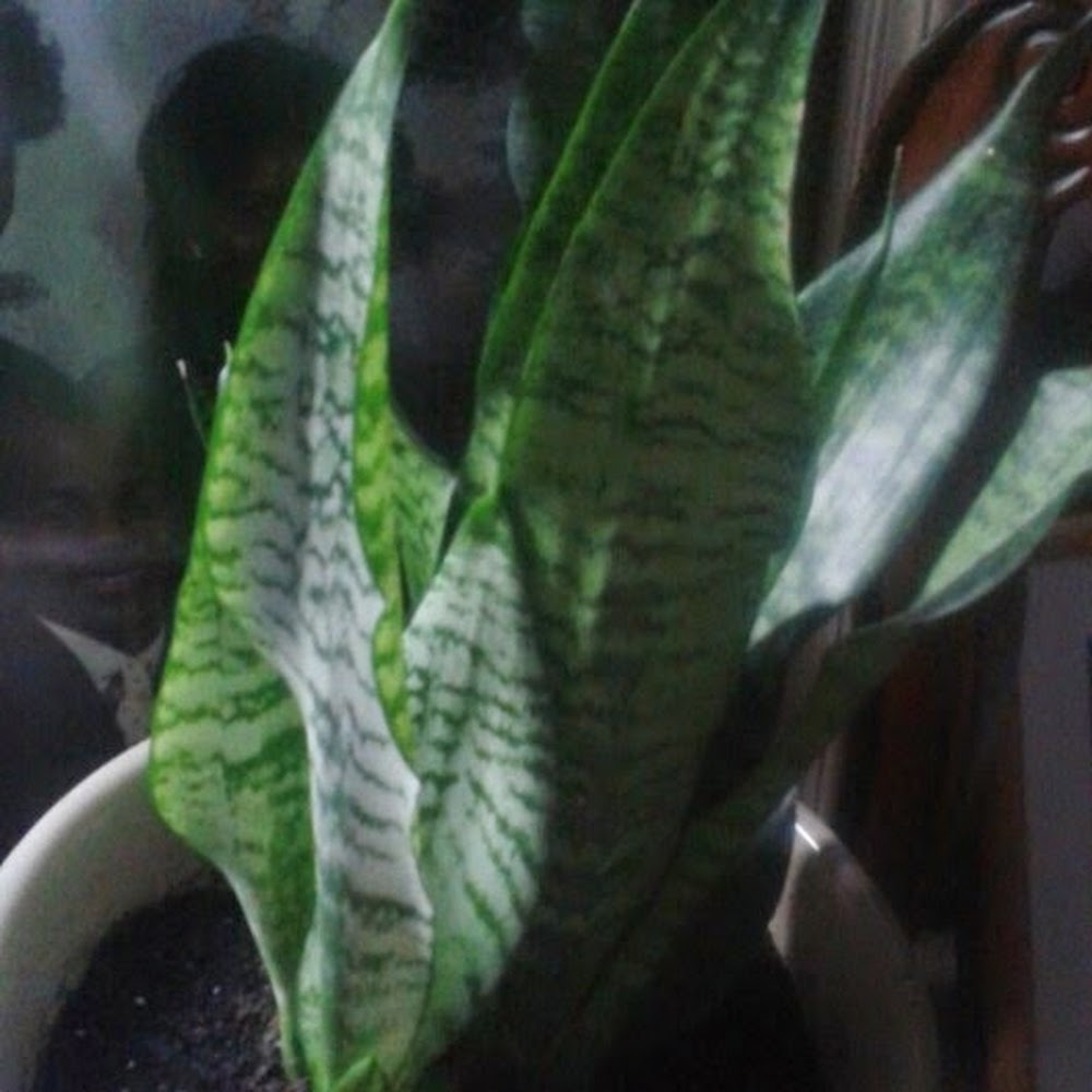 Meet your Posher, Fran